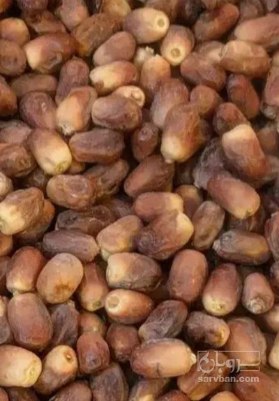 فروش خرما