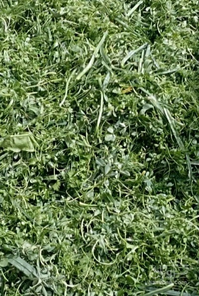 فروش پونه (گیاه‌ دارویی)