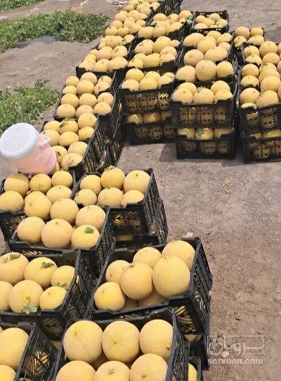 فروش ملون