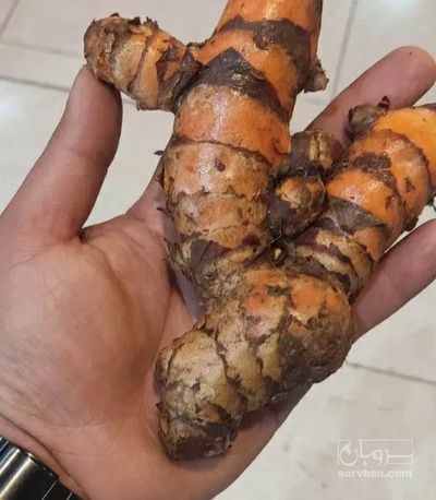 فروش زردچوبه تازه