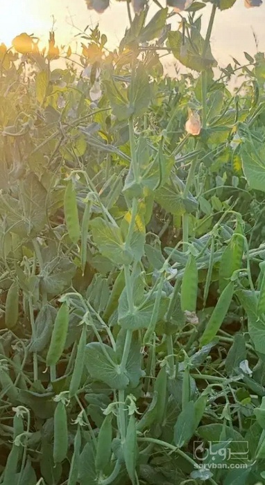 فروش نخود فرنگی