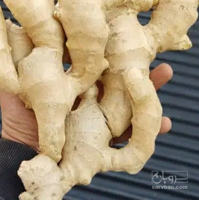 فروش زنجبیل (گیاه‌ دارویی)