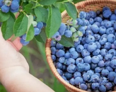 فروش نهال  بلوبری