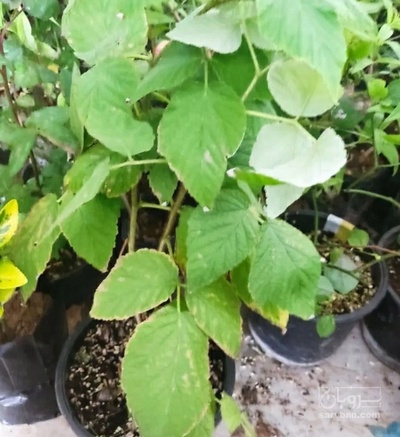 فروش نهال  آووکادو
