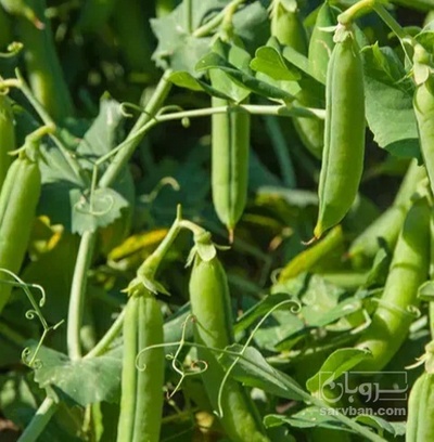 فروش نخود فرنگی