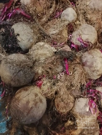 فروش لبو