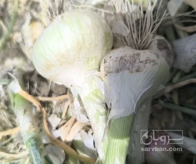 فروش پیاز سفید