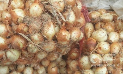 فروش پیاز زرد