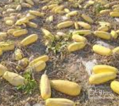 فروش کدو اجیلی