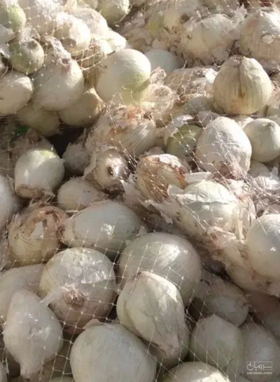 فروش پیاز