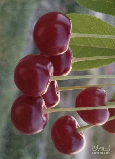 فروش گیلاس