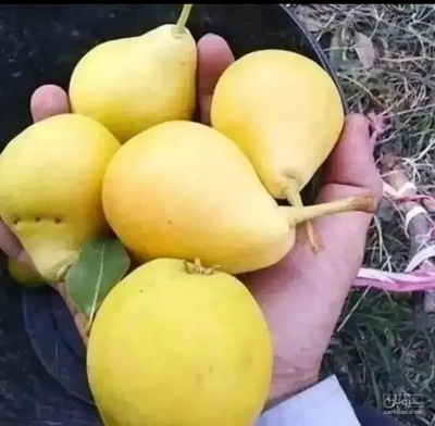 فروش گلابی