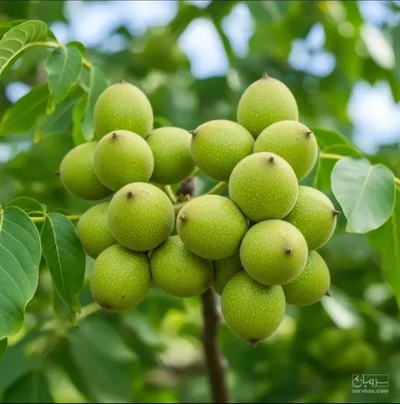 فروش گردو