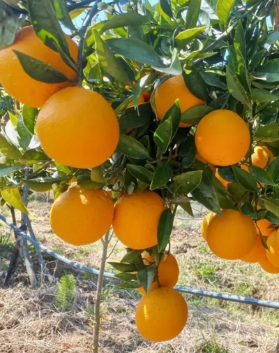 فروش پرتقال