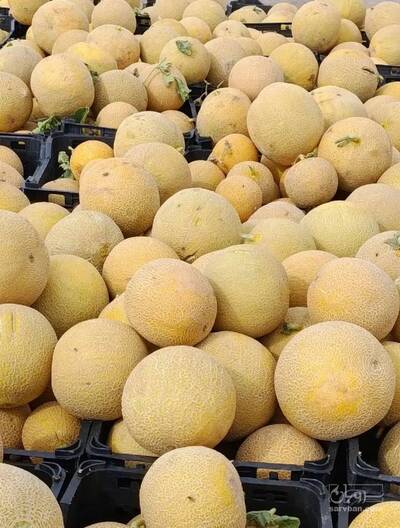 فروش ملون