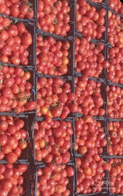 فروش گوجه فرنگی