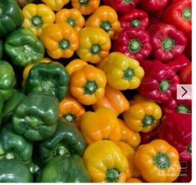 فروش فلفل دلمه ای