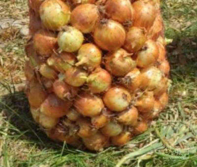 فروش پیاز