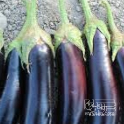 فروش بادمجان