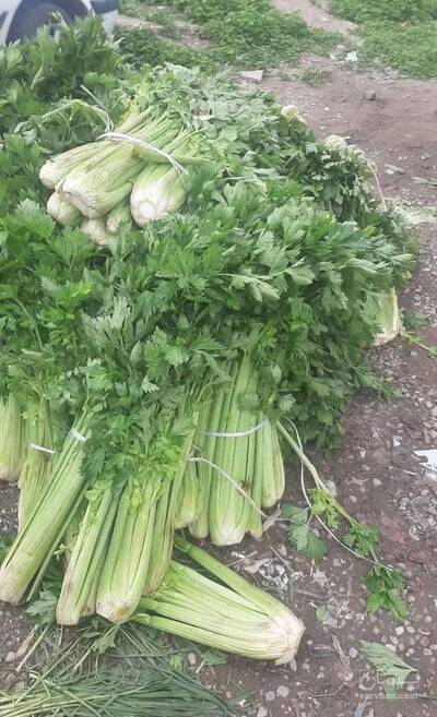 فروش کرفس