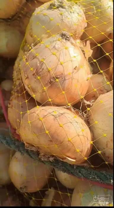 فروش پیاز