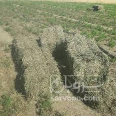 فروش یونجه