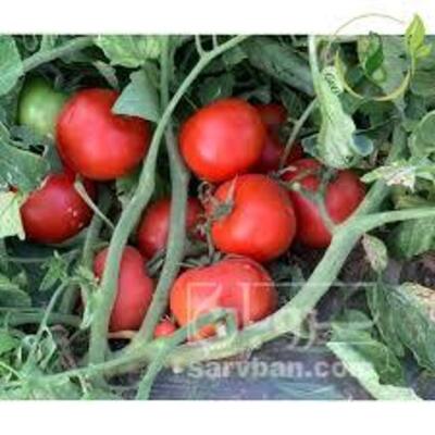 فروش گوجه فرنگی