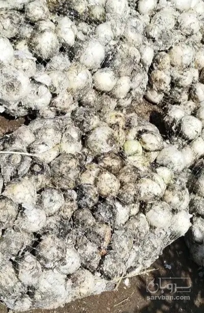 فروش سیر