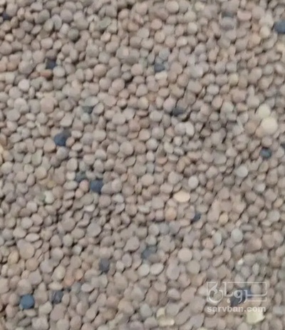 فروش عدس