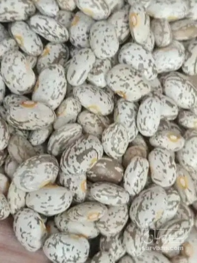 فروش لوبیا چیتی