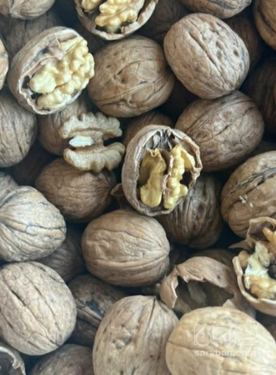 فروش گردو