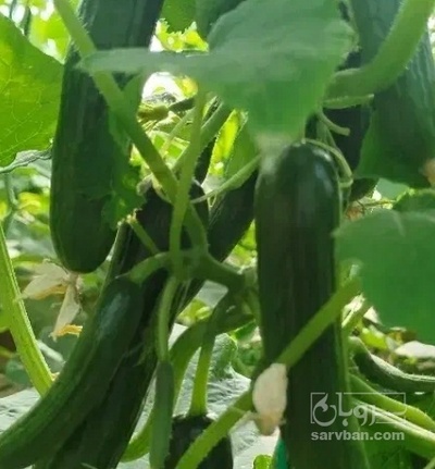 فروش خیار