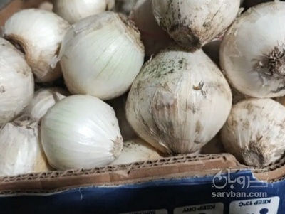 فروش پیاز
