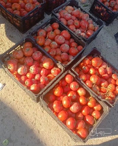 فروش گوجه فرنگی