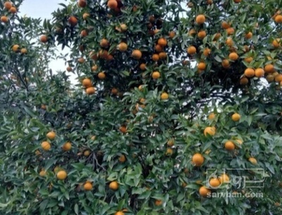فروش نارنگی