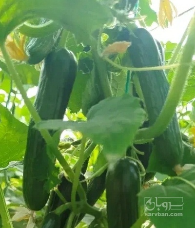 فروش خیار