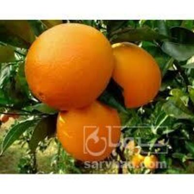 فروش پرتقال