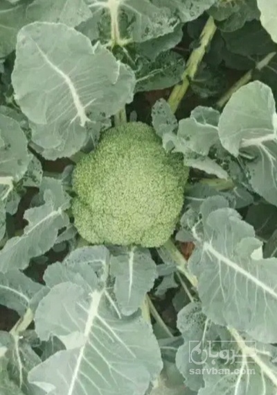 فروش کلم بروکلی