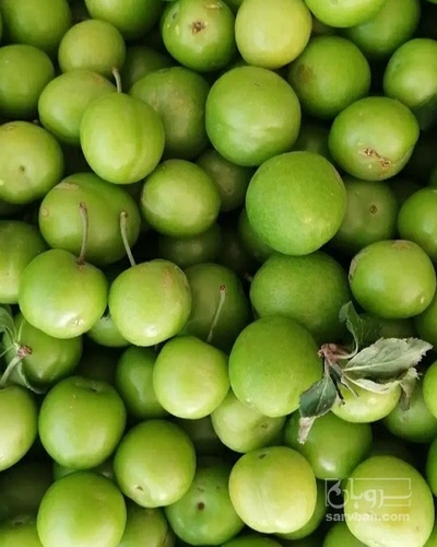 فروش گوجه سبز