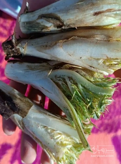 فروش کنگر کوهی (گیاه‌ دارویی)