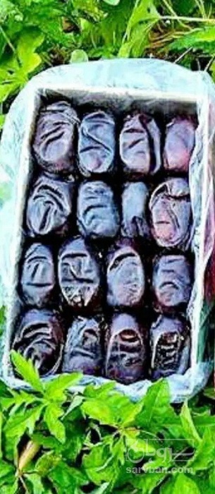 فروش خرما مضافتی
