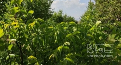 فروش نهال گوجه سبز