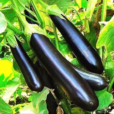 فروش بادمجان