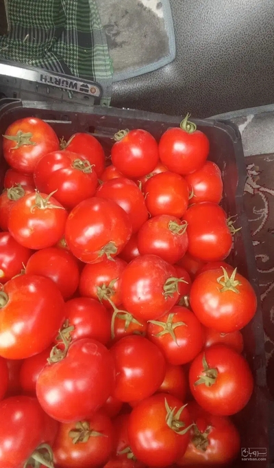 فروش گوجه فرنگی