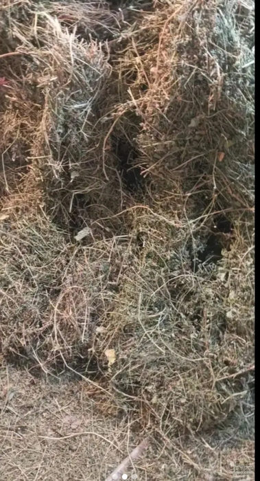 فروش یونجه