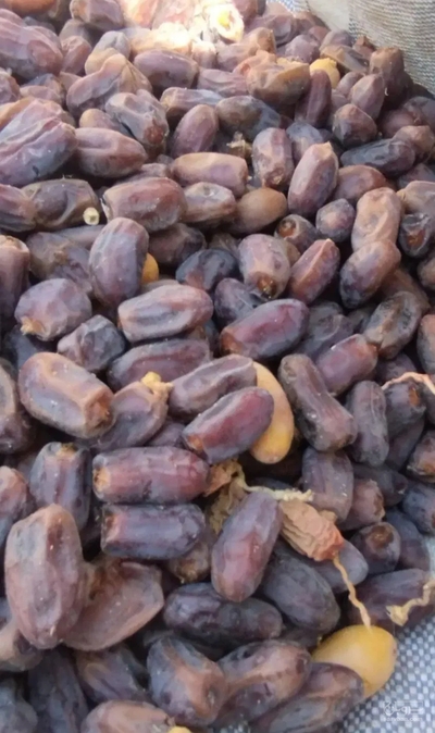 فروش خرما