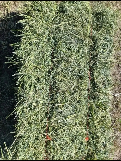 فروش یونجه