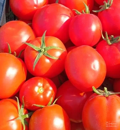 فروش گوجه فرنگی