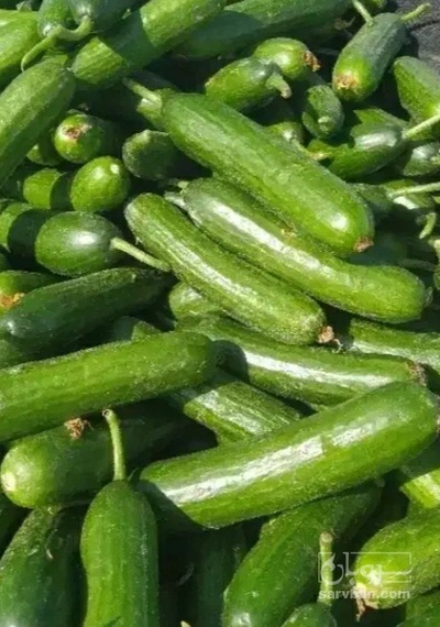 فروش خیار