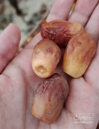 فروش خرما